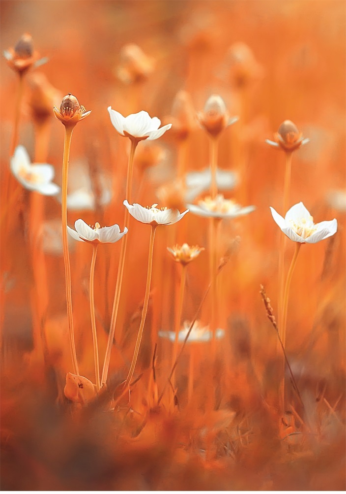 Karta do obálky 200002 PS23 R7